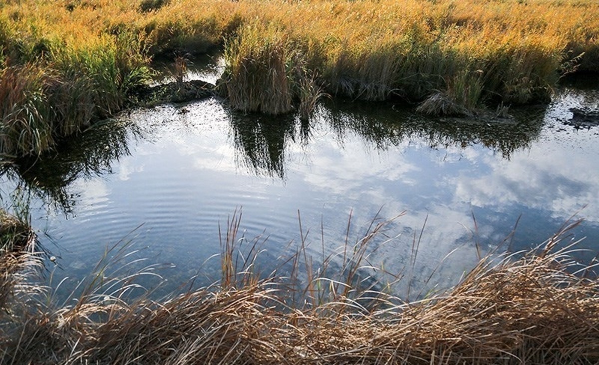 حذف نیزار خدمت به تالاب زریبار نیست، جنایت است