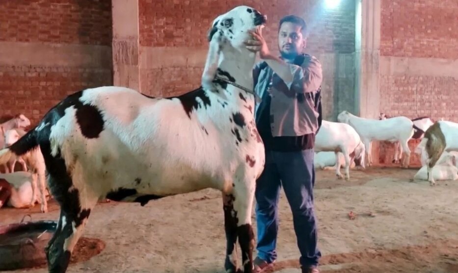 بزرگترین بز جهان با ۲۶۵ کیلو وزن و ۱۶۸ سانتی متر قد که بیشتر شبیه گاو است!+عکس بزرگترین بز جهان با ۲۶۵ کیلو وزن و ۱۶۸ سانتی متر قد که بیشتر شبیه گاو است!+عکس