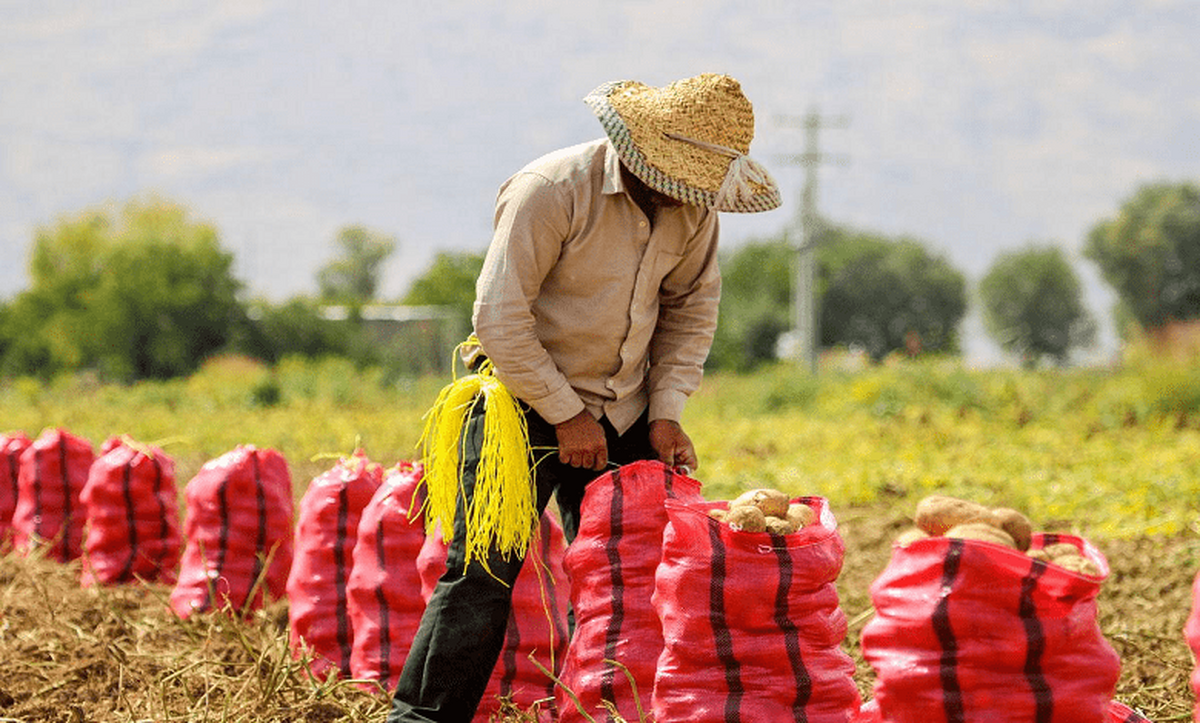 بخش کشاورزی زمینه‌ساز توسعه کردستان است
