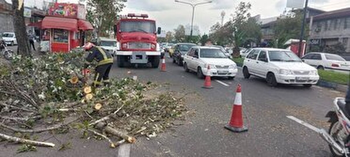 سقوط ۱۲ اصله درخت در رشت