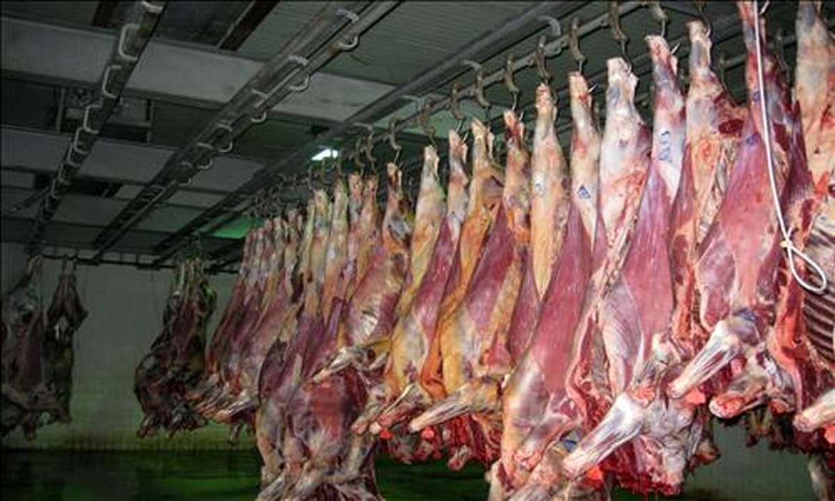 ۲۵۰۰ تن گوشت قرمز در واحدهای دامی استان قزوین تولید شد
