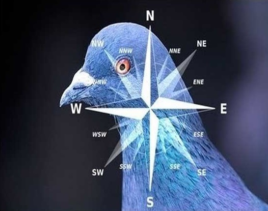 جهت یابی پرندگان و گزارشی تاریخی