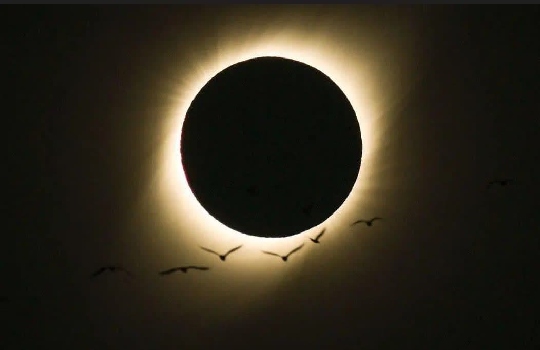 جهت یابی پرندگان و گزارشی تاریخی جهت یابی پرندگان و گزارشی تاریخی