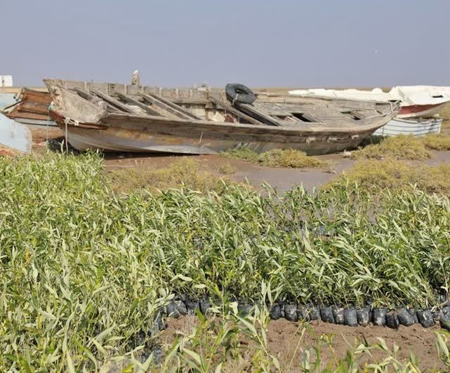 پالایشگاه آبادان در راستای اجرای طرح کاشت یک میلیارد درخت؛ 20 هزار اصله