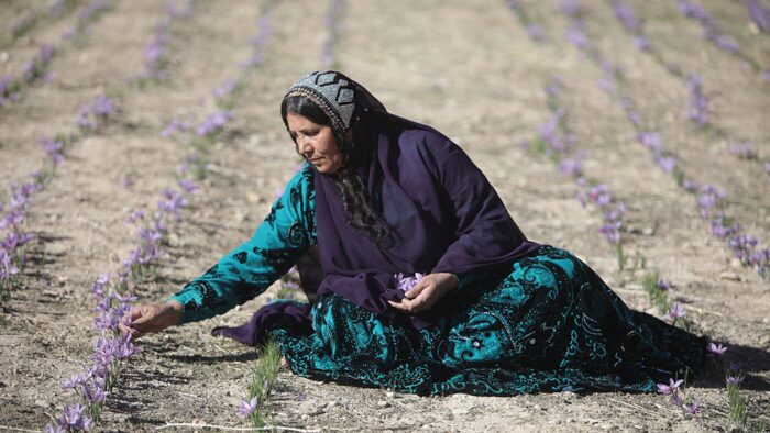 دومین جشنواره شکرانه برداشت زعفران دزپارت برگزار شد + عکس دومین جشنواره شکرانه برداشت زعفران دزپارت برگزار شد + عکس