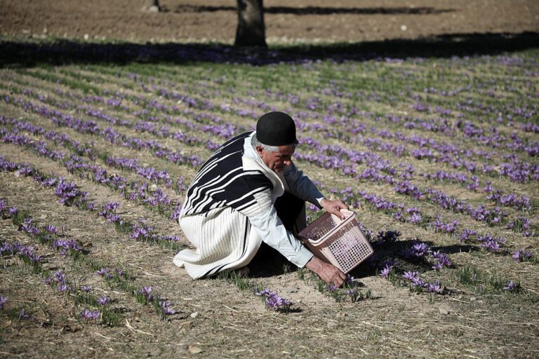 دومین جشنواره شکرانه برداشت زعفران دزپارت برگزار شد + عکس دومین جشنواره شکرانه برداشت زعفران دزپارت برگزار شد + عکس
