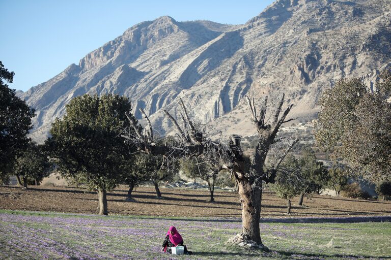دومین جشنواره شکرانه برداشت زعفران دزپارت برگزار شد + عکس دومین جشنواره شکرانه برداشت زعفران دزپارت برگزار شد + عکس