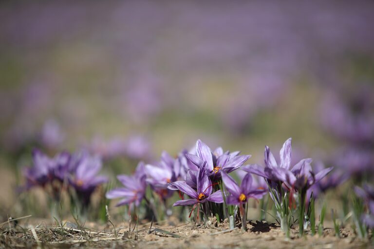 دومین جشنواره شکرانه برداشت زعفران دزپارت برگزار شد + عکس دومین جشنواره شکرانه برداشت زعفران دزپارت برگزار شد + عکس
