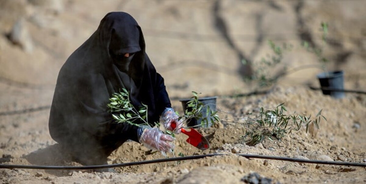 کاشت ۵ هزار نهال به یاد شهدای غزه