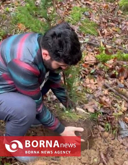 سرخدار دیر زی دوباره احیا می‌شود