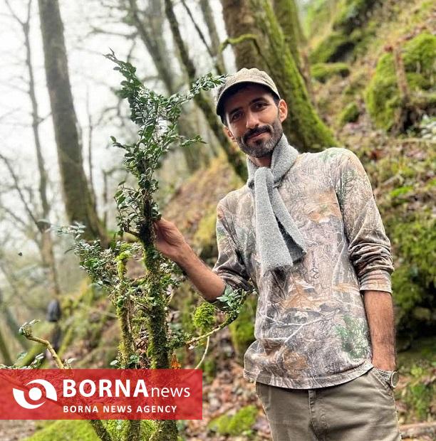 سرخدار دیر زی دوباره احیا می‌شود