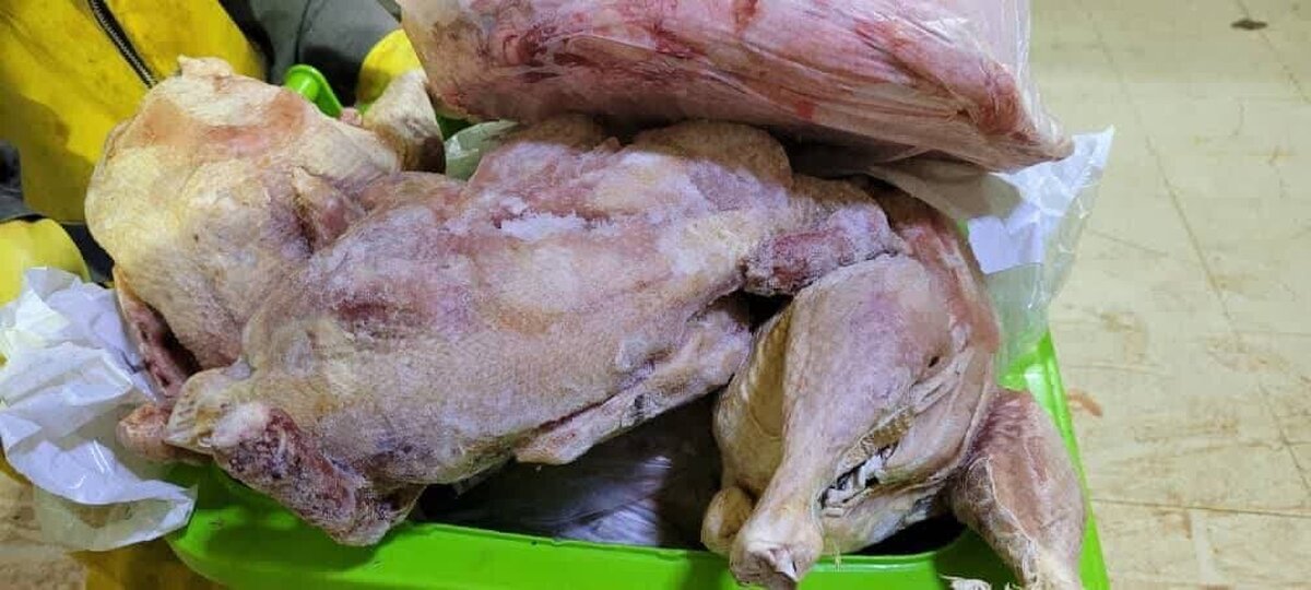 معدوم سازی 4 تُن مرغ غیر قابل مصرف در آبادان