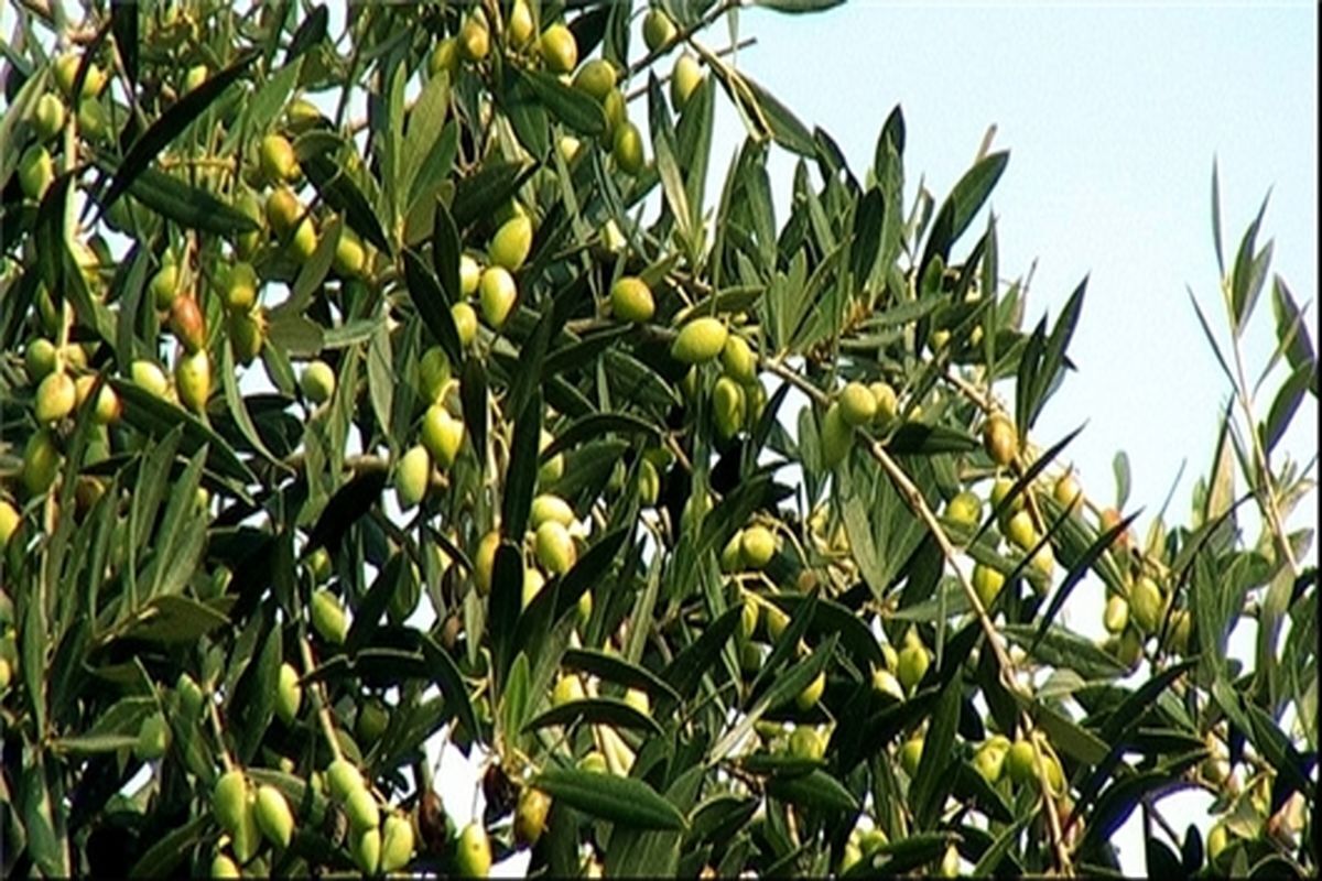 برداشت حدود ۱۳۰ هزار تن میوه زیتون از باغات کشور تاکنون
