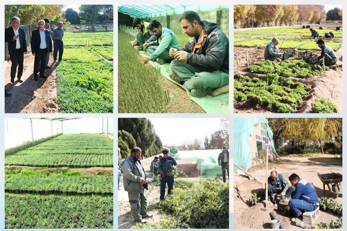 کاشت پاییزه بیش از دو میلیون و ۵۰۰ هزار نهال فصلی در پارک‌های شهر کرمان