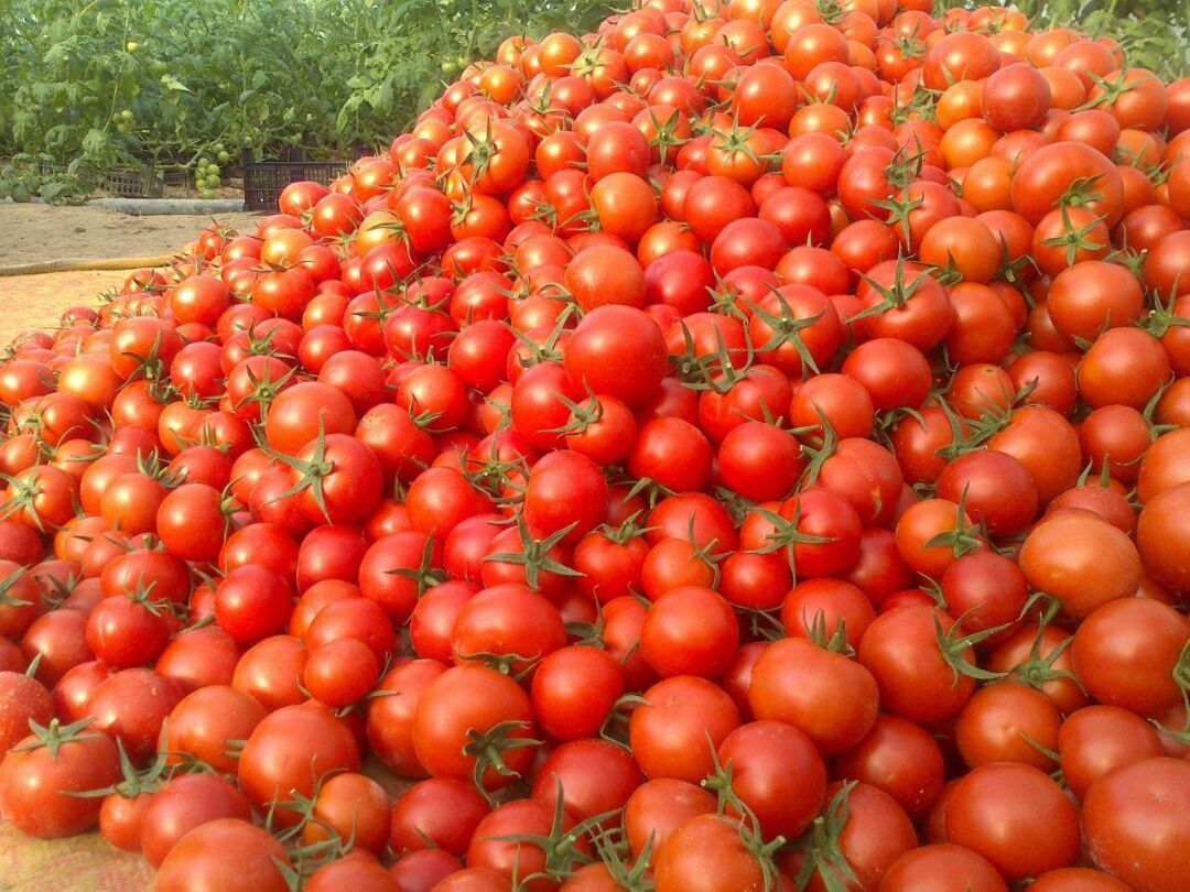 توضیحات جدید مدیر مجموعه سعدآباد درباره خروج فرش های نفیس از کاخ بین سال 92 تا 96