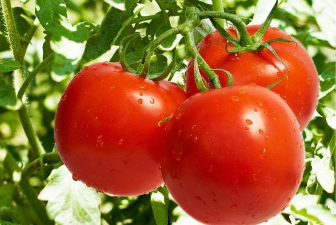 توضیحات جدید مدیر مجموعه سعدآباد درباره خروج فرش های نفیس از کاخ بین سال 92 تا 96