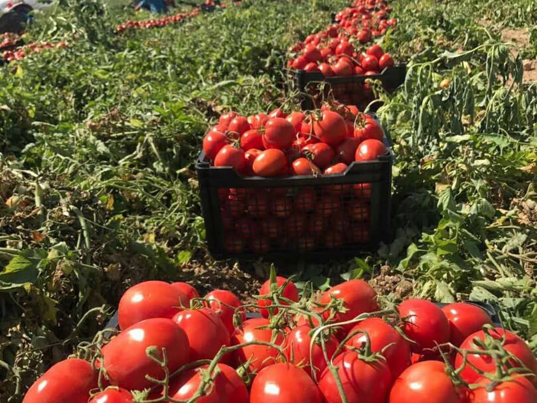 توضیحات جدید مدیر مجموعه سعدآباد درباره خروج فرش های نفیس از کاخ بین سال 92 تا 96