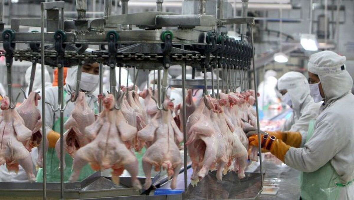 افزایش ۲۰ هزار تنی تولید گوشت مرغ در لرستان