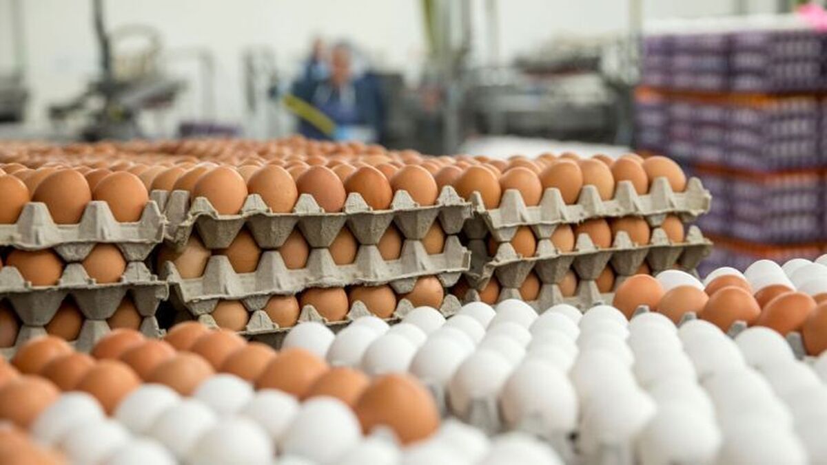 افزایش توانمندی تولیدکنندگان تخم مرغ از راه اقتصادی کردن تولید
