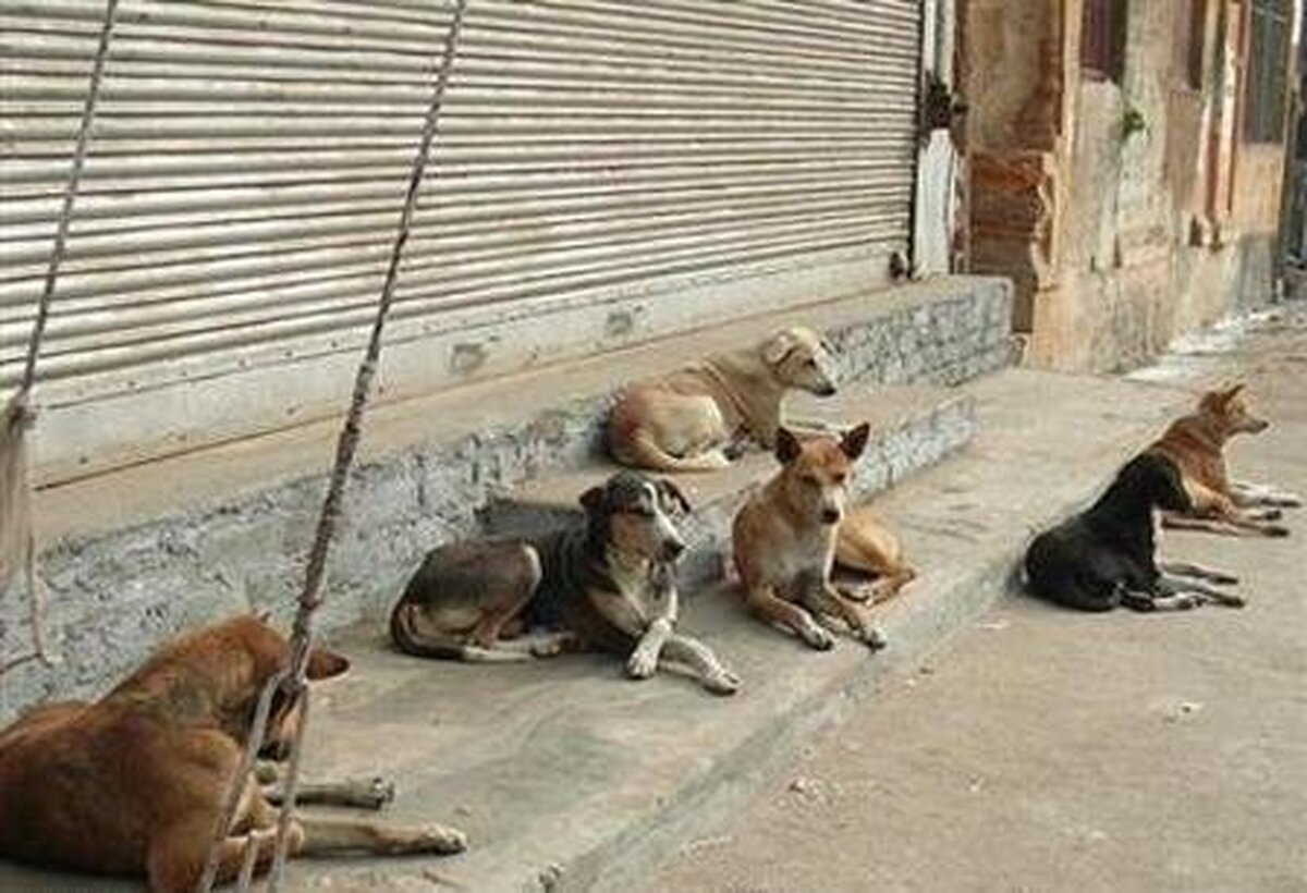 آغاز جمع‌آوری سگ‌های بلاصاحب در شهر پرند