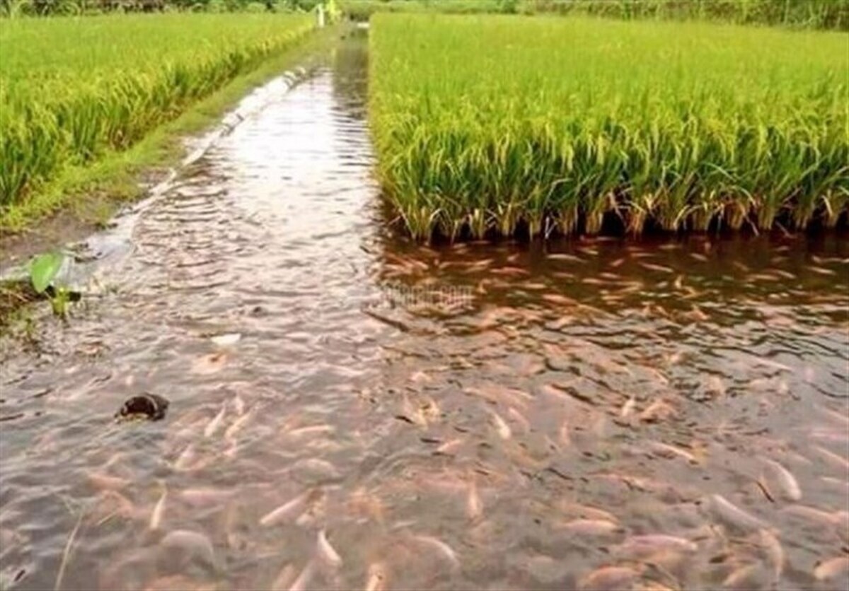 ۱۱ هزار استخر ذخیره آب کشاورزی به پرورش ماهی اختصاص یافته است