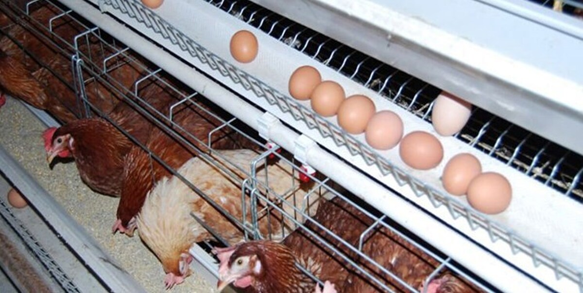 رشد ۱۷ درصدی تولید تخم مرغ در استان قزوین 