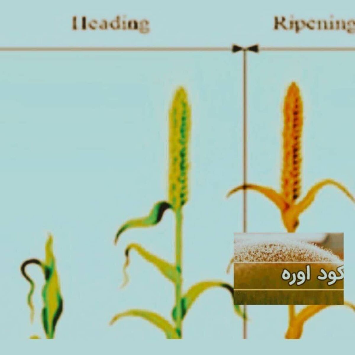 تخصیص کود اوره‌مازاد به پیمانکاران تکثیری بذر گندم و جو