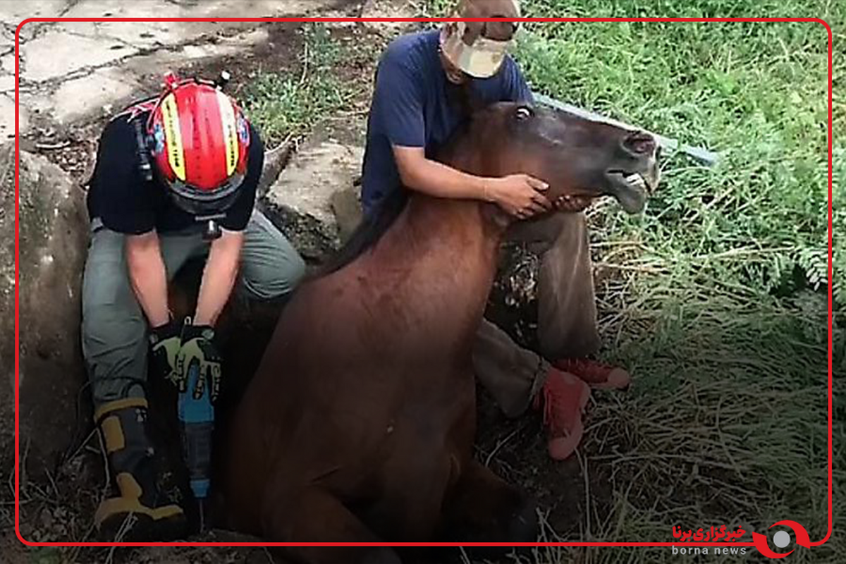 نجات یک اسب گرفتار شده در چاه آب