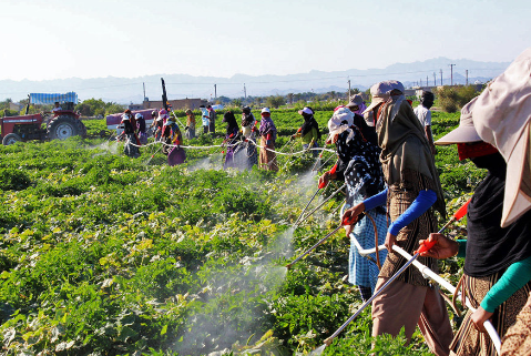 صندوق حمایت از توسعه کشاورزی ۴ میلیون و ۵۰۰ هزار بهره بردار را تحت پوشش دارد