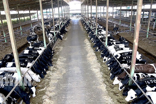 صندوق حمایت از توسعه کشاورزی ۴ میلیون و ۵۰۰ هزار بهره بردار را تحت پوشش دارد صندوق حمایت از توسعه کشاورزی ۴ میلیون و ۵۰۰ هزار بهره بردار را تحت پوشش دارد