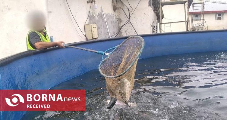 عرضه ۱۴ تن مرغ و ۲ تن ماهی توسط زندانیان لاهیجان به بازار عید کشور