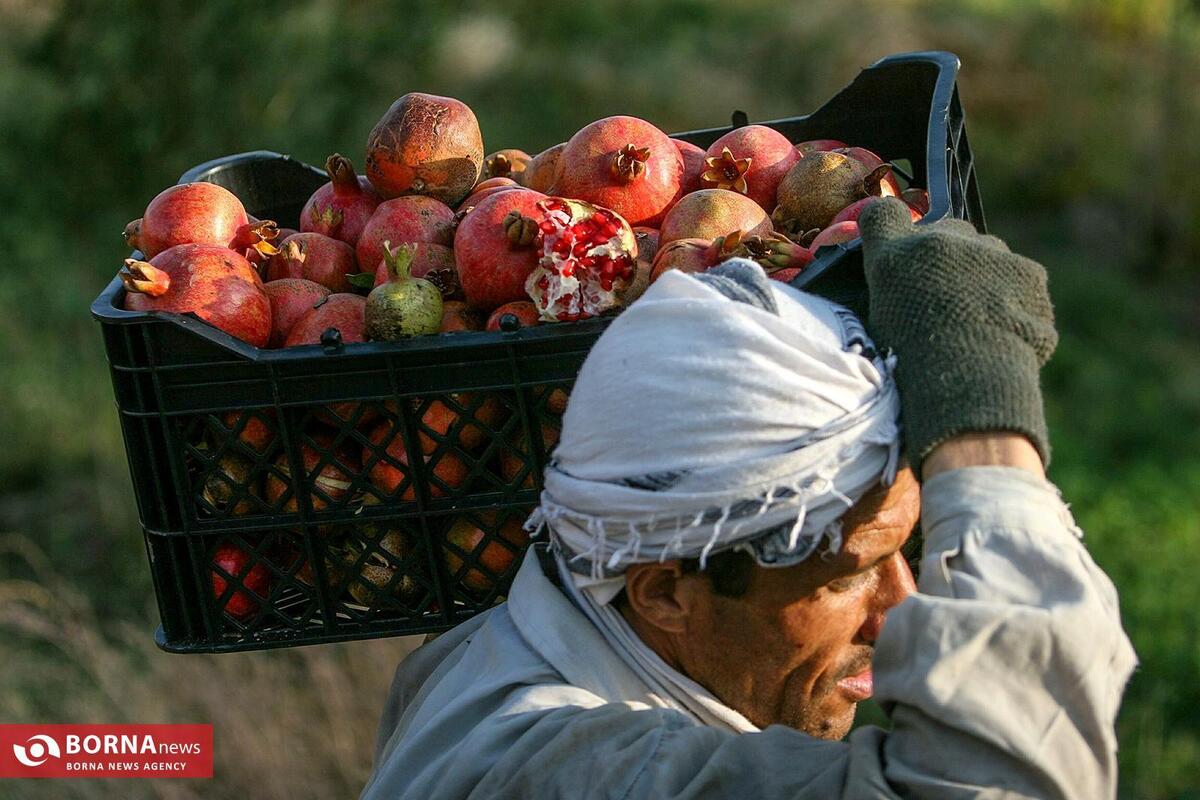 قیمت انواع میوه میادین میوه و تره بار اعلام شد