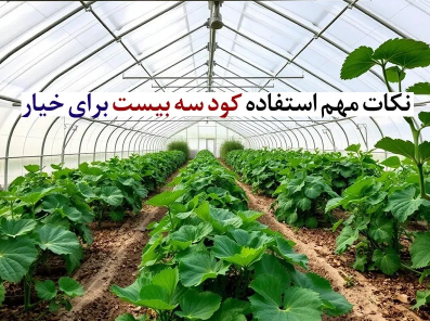 کود سه بیست برای خیار