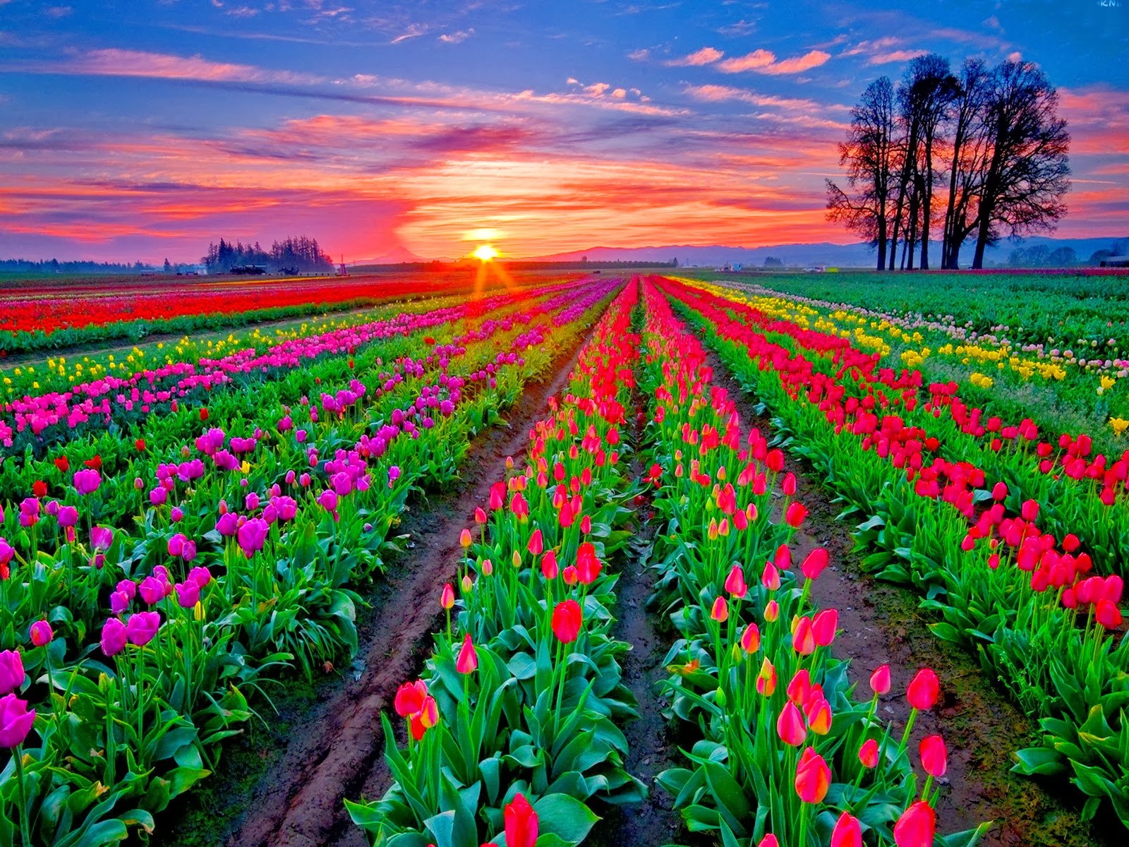 نگاهی به صنعت گل هلند و تأثیر آن بر اقتصاد و صادرات این کشور