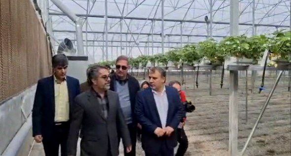افتتاح گلخانه تولید توت فرنگی در بخش صفادشت با حضور معاون استاندار تهران افتتاح گلخانه تولید توت فرنگی در بخش صفادشت با حضور معاون استاندار تهران