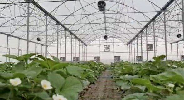 افتتاح گلخانه تولید توت فرنگی در بخش صفادشت با حضور معاون استاندار تهران