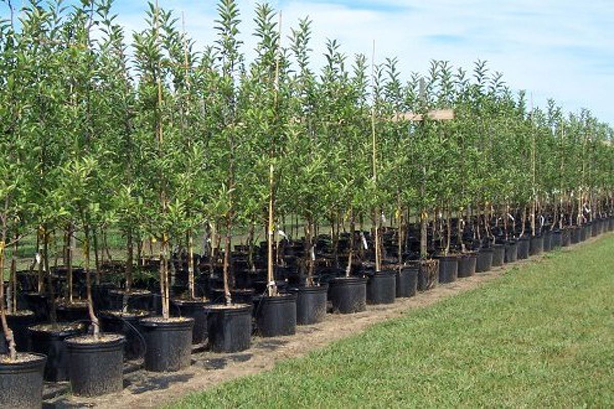 ۸۰درصد رفع تداخلات اراضی در استان قزوین به پایان رسیده است ۸۰درصد رفع تداخلات اراضی در استان قزوین به پایان رسیده است