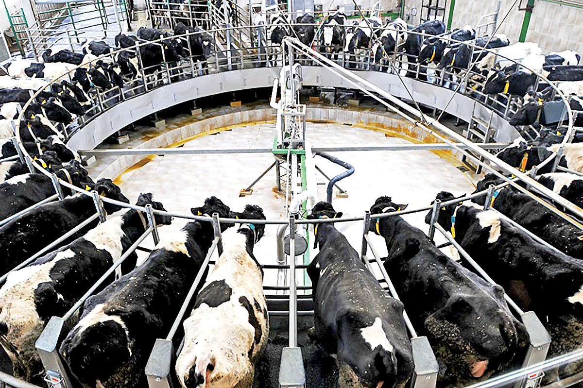 یوسفی: موانع دست و پا گیر بهداشتی ایجاد واحد‌های مرغداری و دامداری را اصلاح کنیم