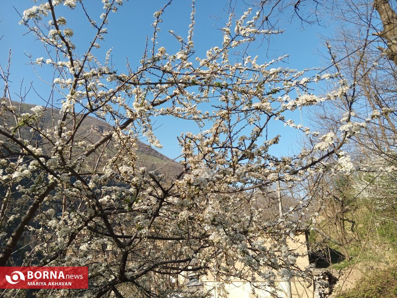 ماسوله شهرک پلکانی ماسوله شهرک پلکانی