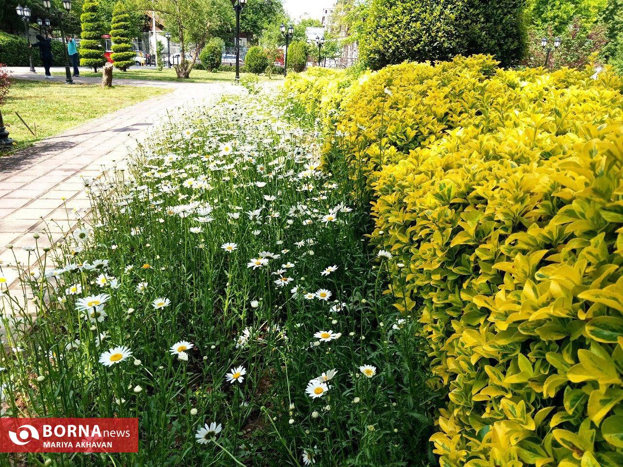 گلهای بهاری در رشت