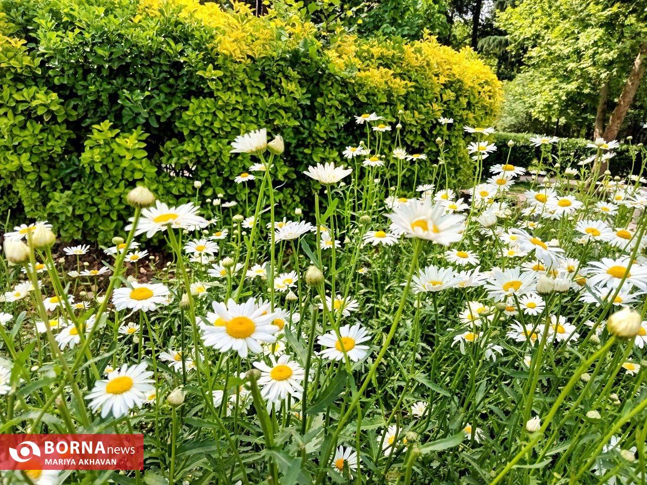 گلهای بهاری در رشت