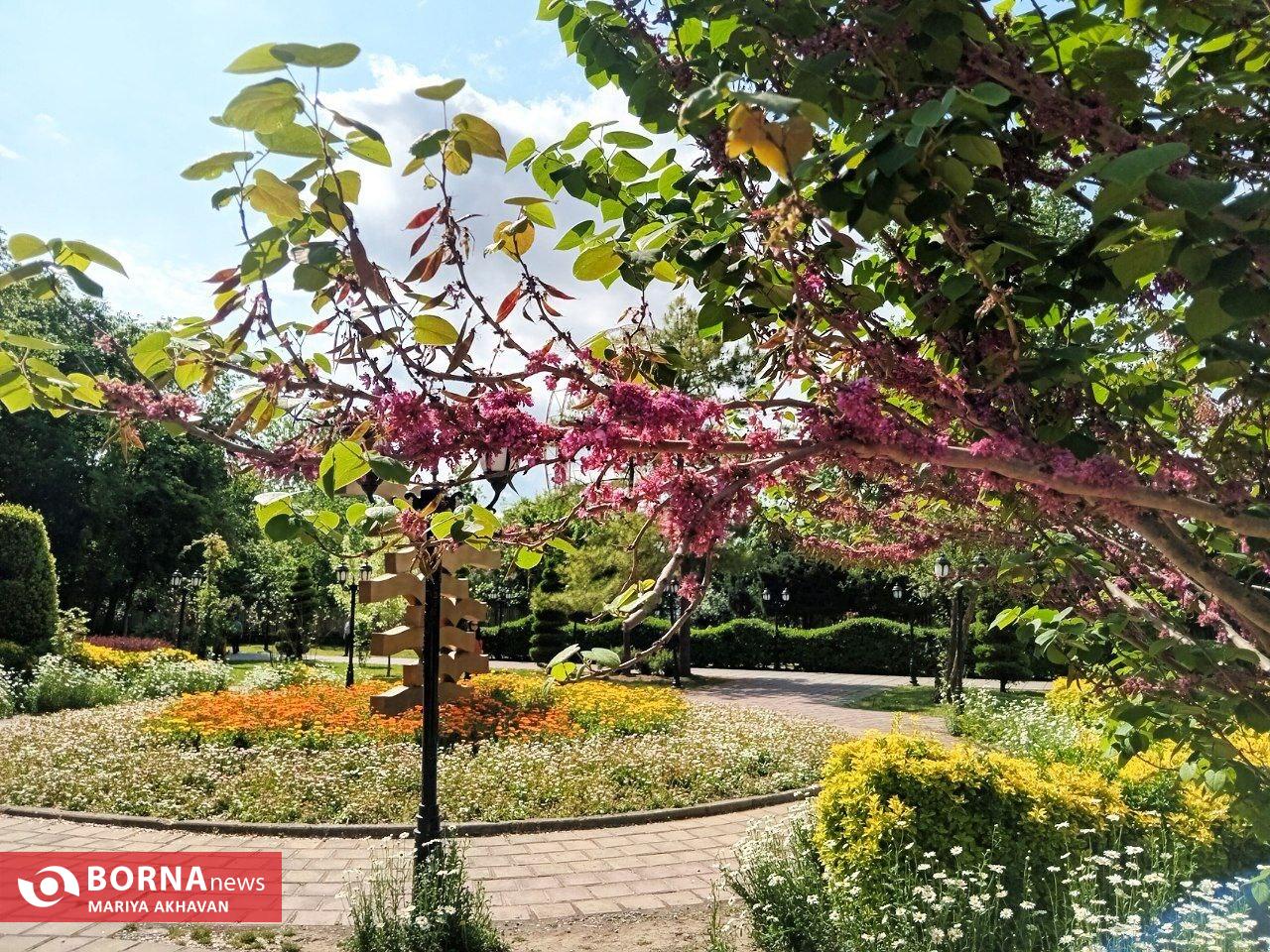 گلهای بهاری در رشت