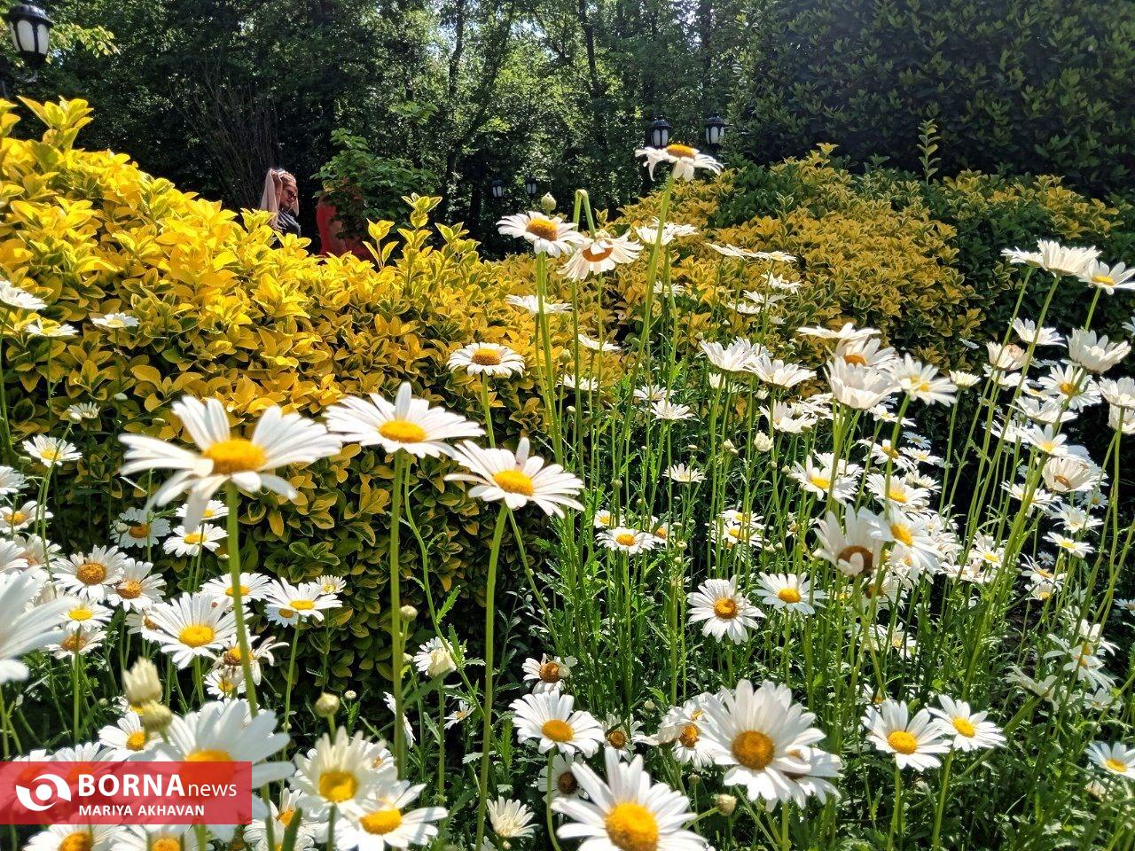 گلهای بهاری در رشت