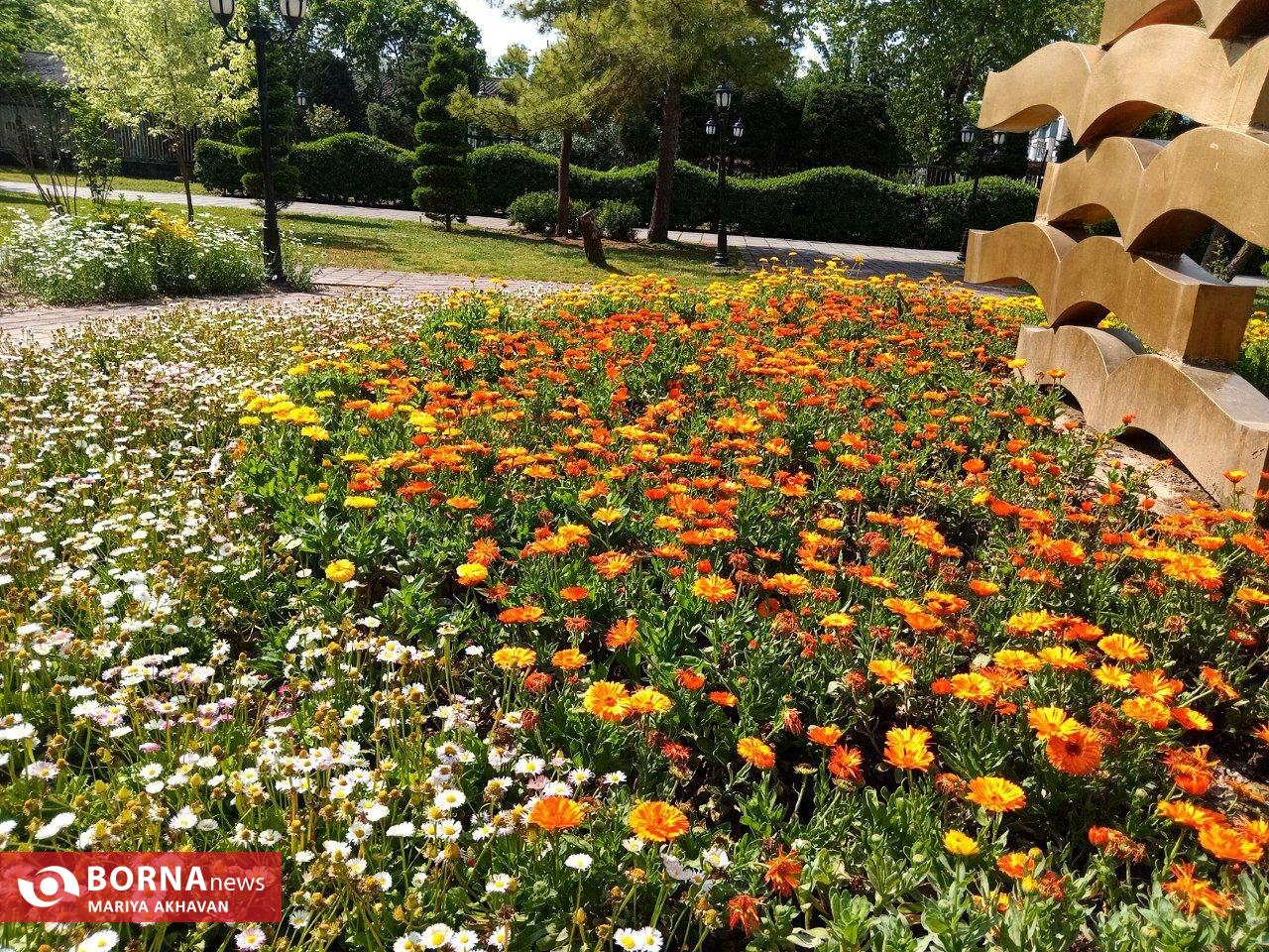 گلهای بهاری در رشت