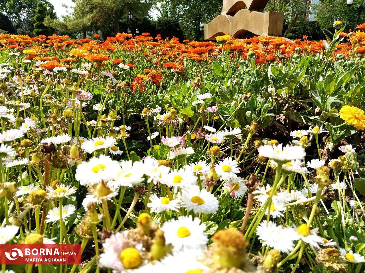 گلهای بهاری در رشت