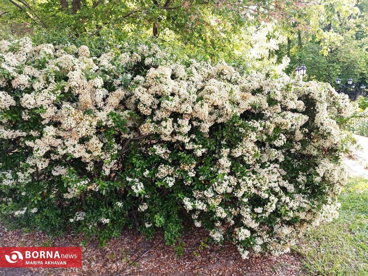 گلهای بهاری در رشت