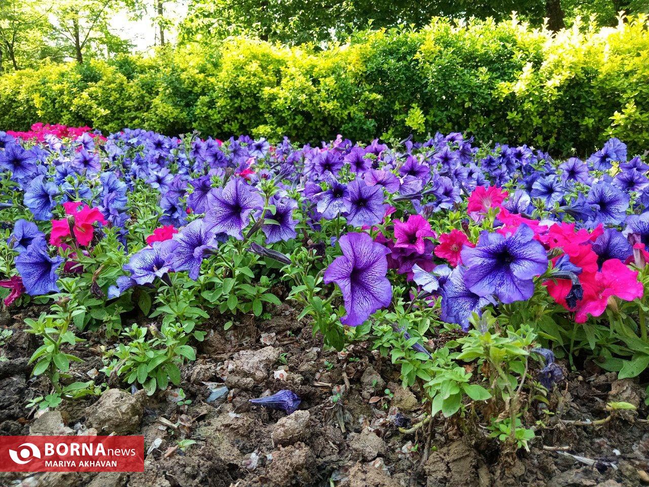 گلهای بهاری در رشت