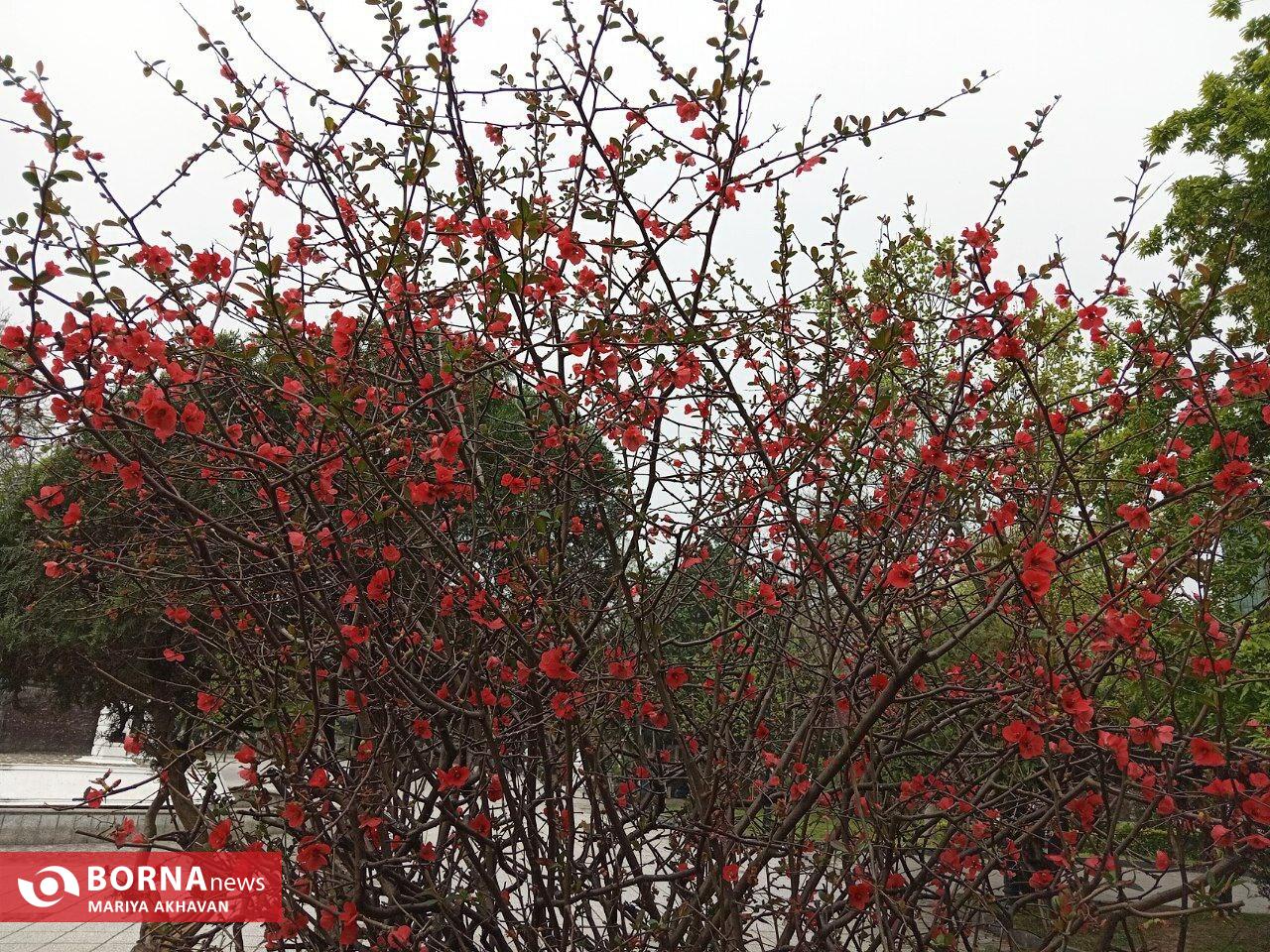 گلهای بهاری در رشت