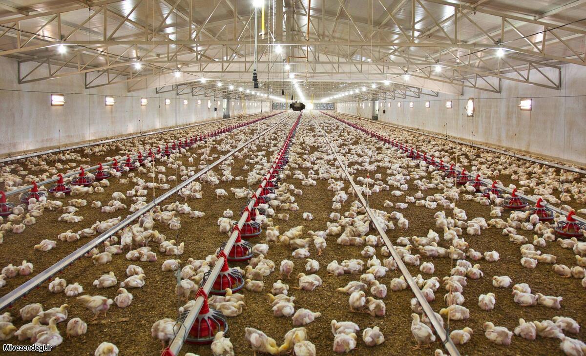 موسوی: ‌صادرات مرغ توسط اتحادیه مرغداران فارس آغاز شد