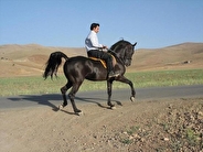 قزوین مستعد پرورش «اسب اصیل کرد» است